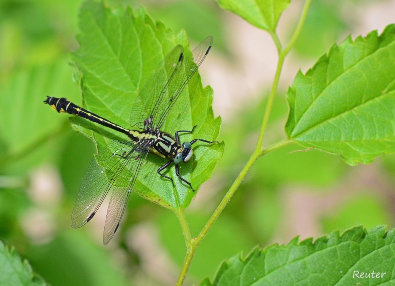 Gemeine Keiljungfer (Gomphus vulgatissimus)